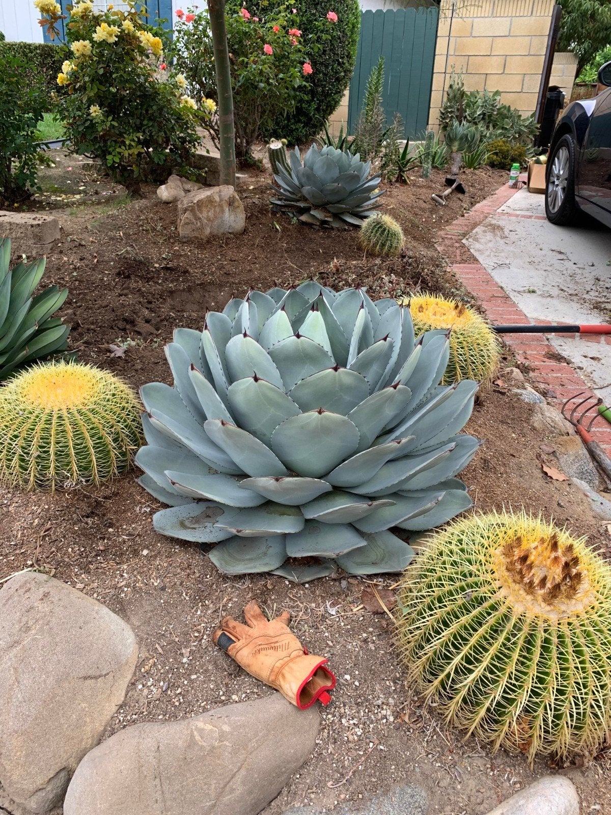 Agave Parryi Truncata zeer winterhard, Verzenden, Vaste plant, Overige soorten, Volle zon
