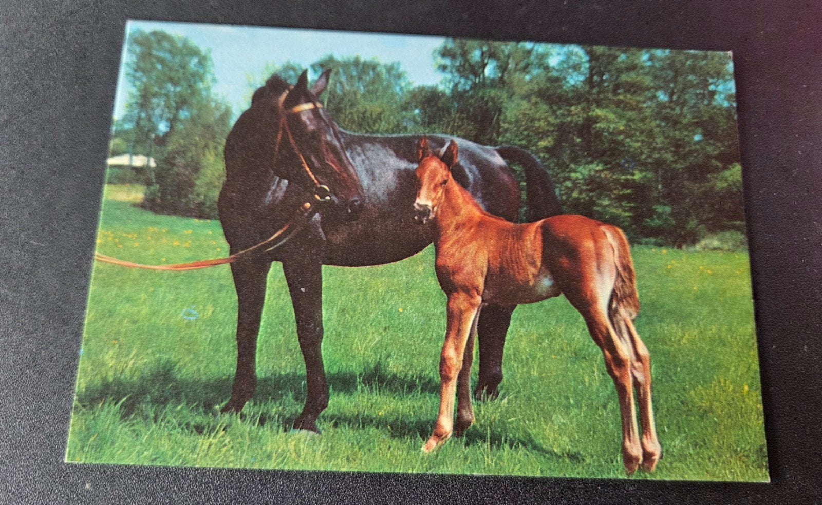 Merrie met Veulen, Ophalen of Verzenden, 1960 tot 1980, Ongelopen, Paard