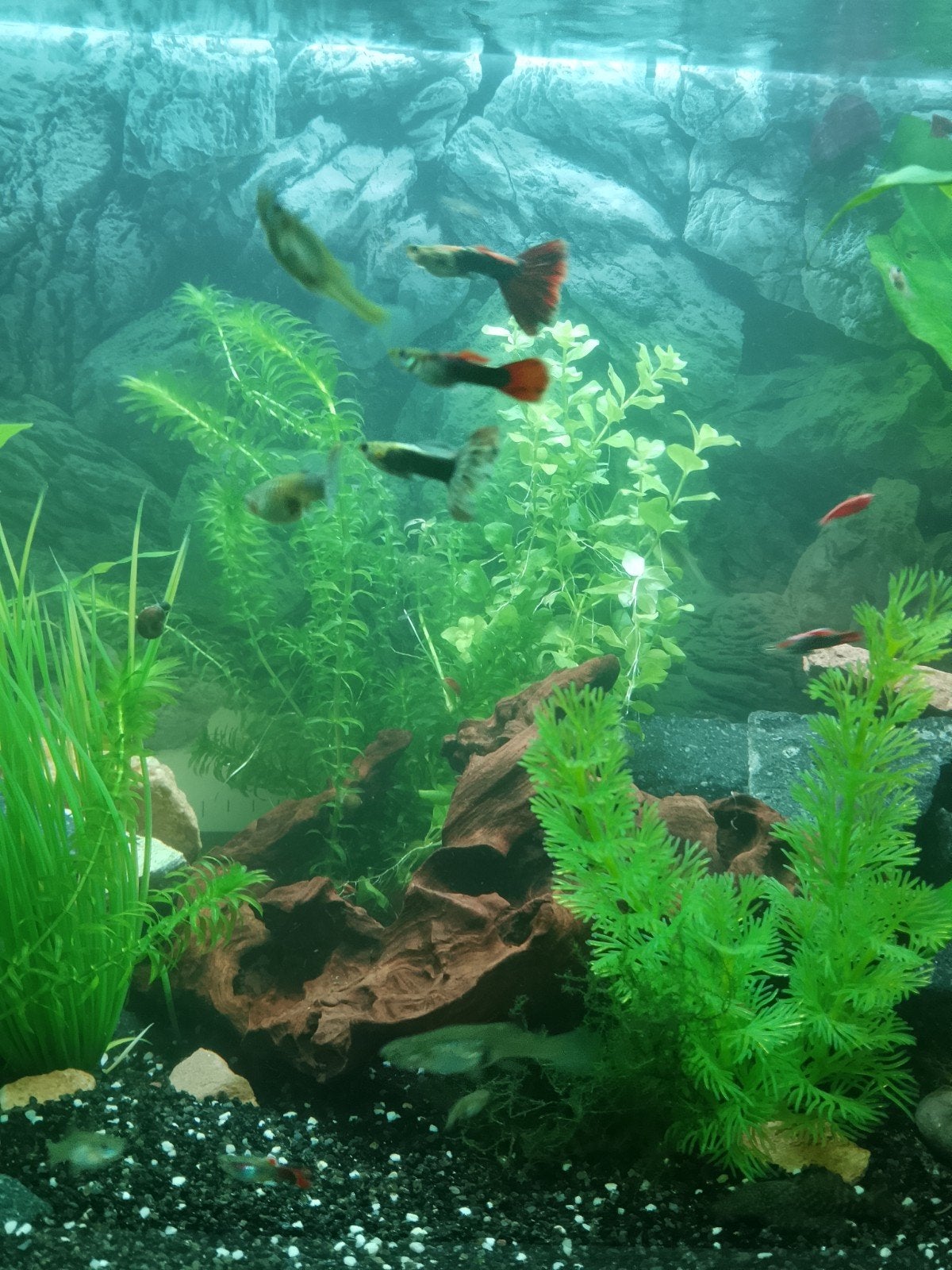 Guppen guppys, Dieren en Toebehoren, Vis