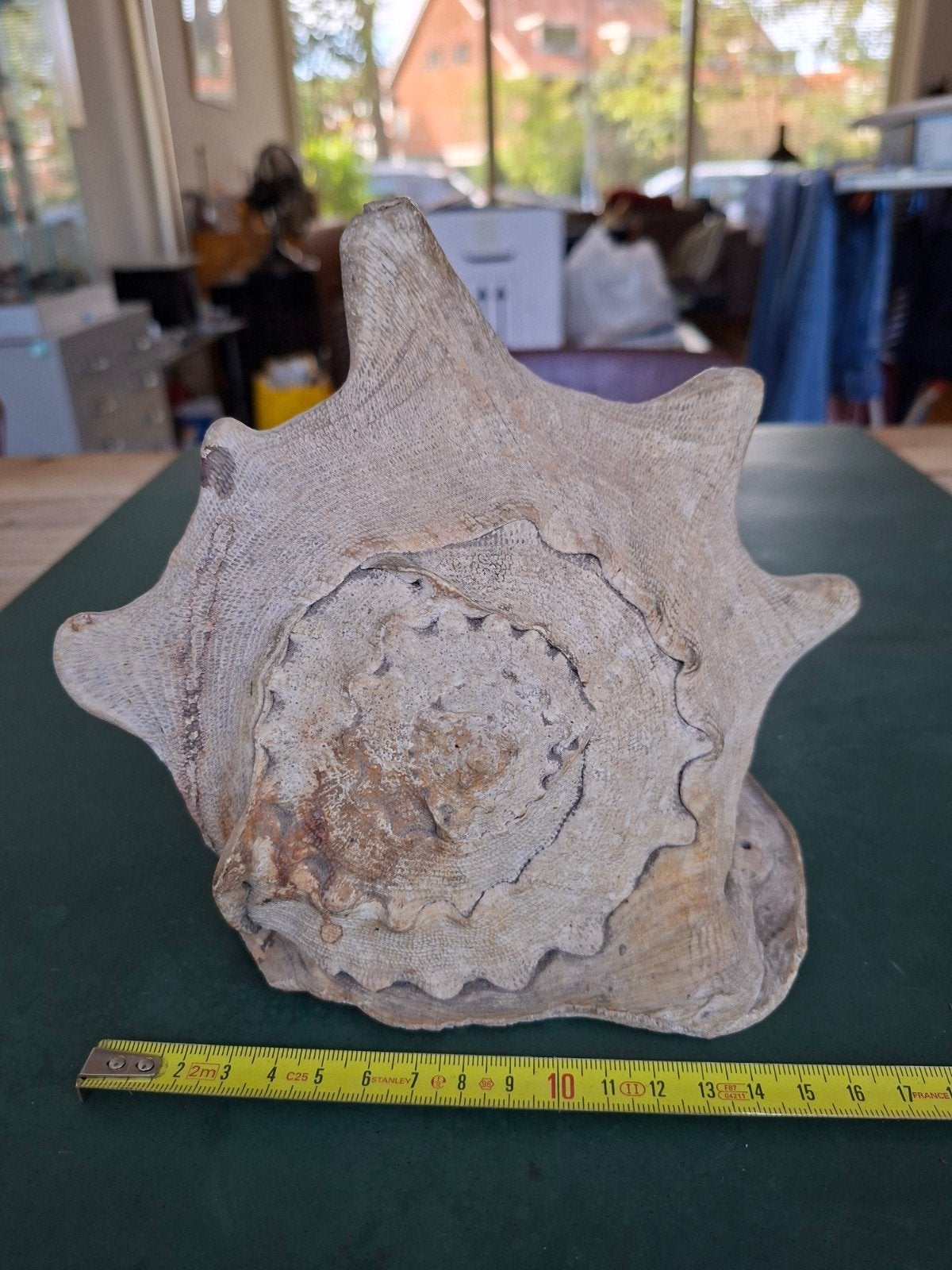 Grote Conch schelp - een echte oude, uniek stuk, Ophalen