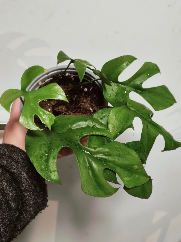 Rhaphidophora tetrasperma, Huis en Inrichting, Kamerplanten, Ophalen of Verzenden, Halfschaduw, Minder dan 100 cm
