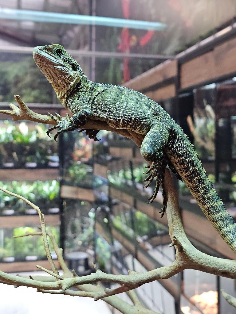 intellagama lesueurii - Australische wateragaam, Dieren en Toebehoren, Hagedis, 0 tot 2 jaar