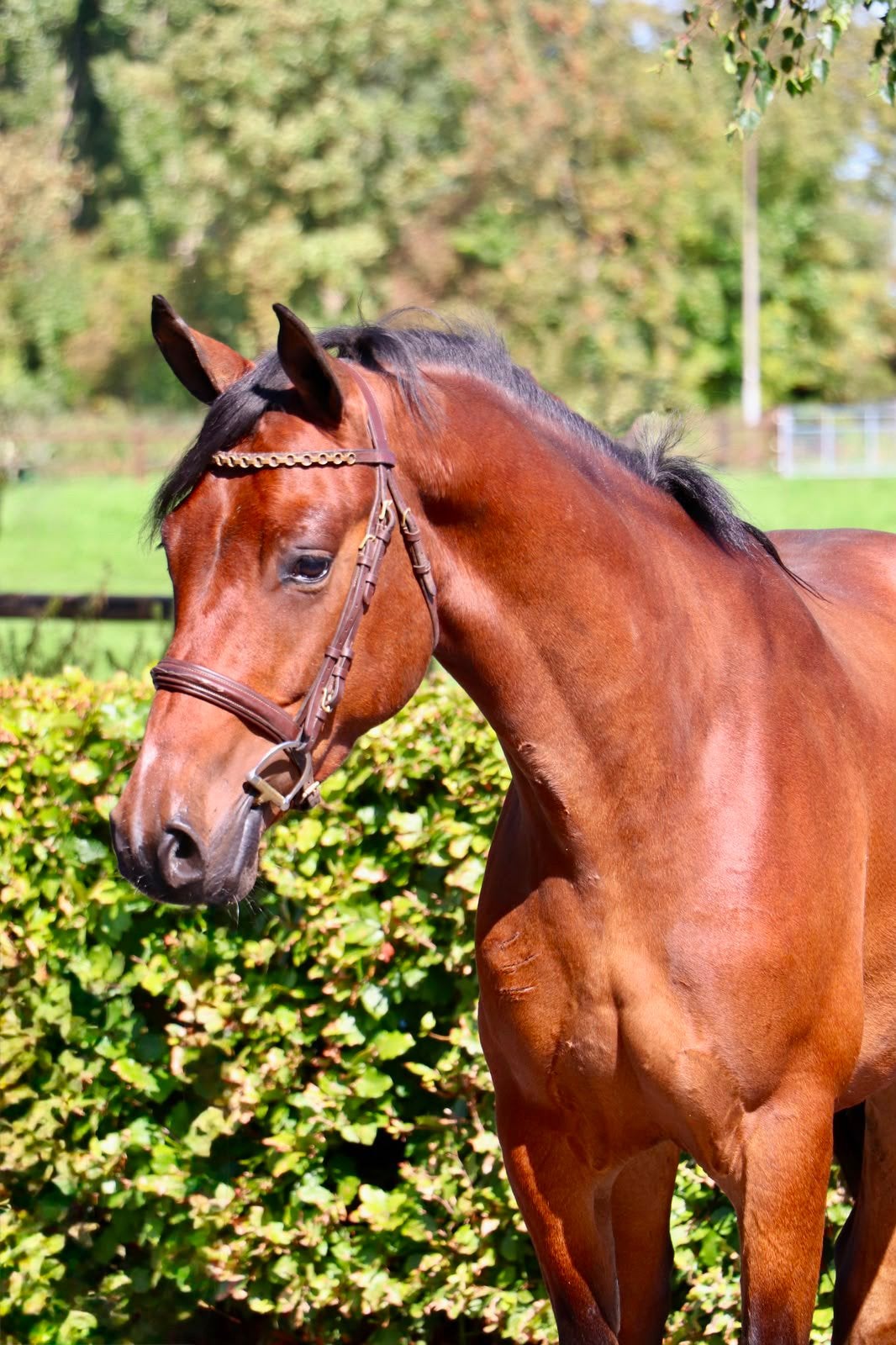 Opvallende allround sportieve D pony ruin!, Dieren en Toebehoren, Ruin, Springpony, 3 tot 6 jaar, D pony (1.37m tot 1.48m)