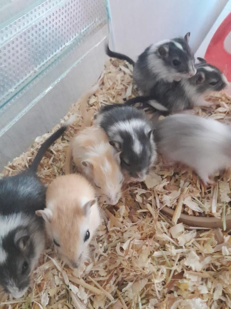 Gerbils, Dieren en Toebehoren, Knaagdieren, Maart, Meerdere dieren, Overige typen, Tam