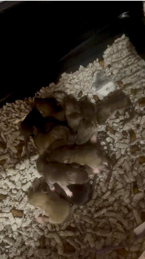 Lieve rittens te koop, Dieren en Toebehoren, Knaagdieren, Rat, April, Meerdere dieren, Tam