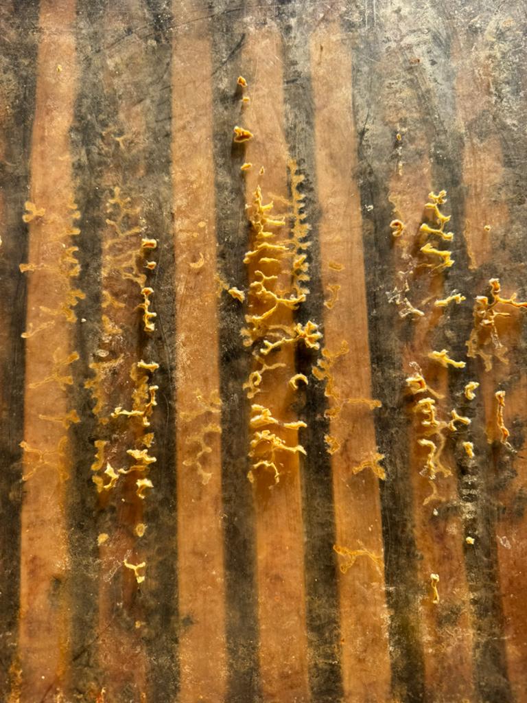 Bijen volken carnica, Dieren en Toebehoren, Insecten en Spinnen, Bijen