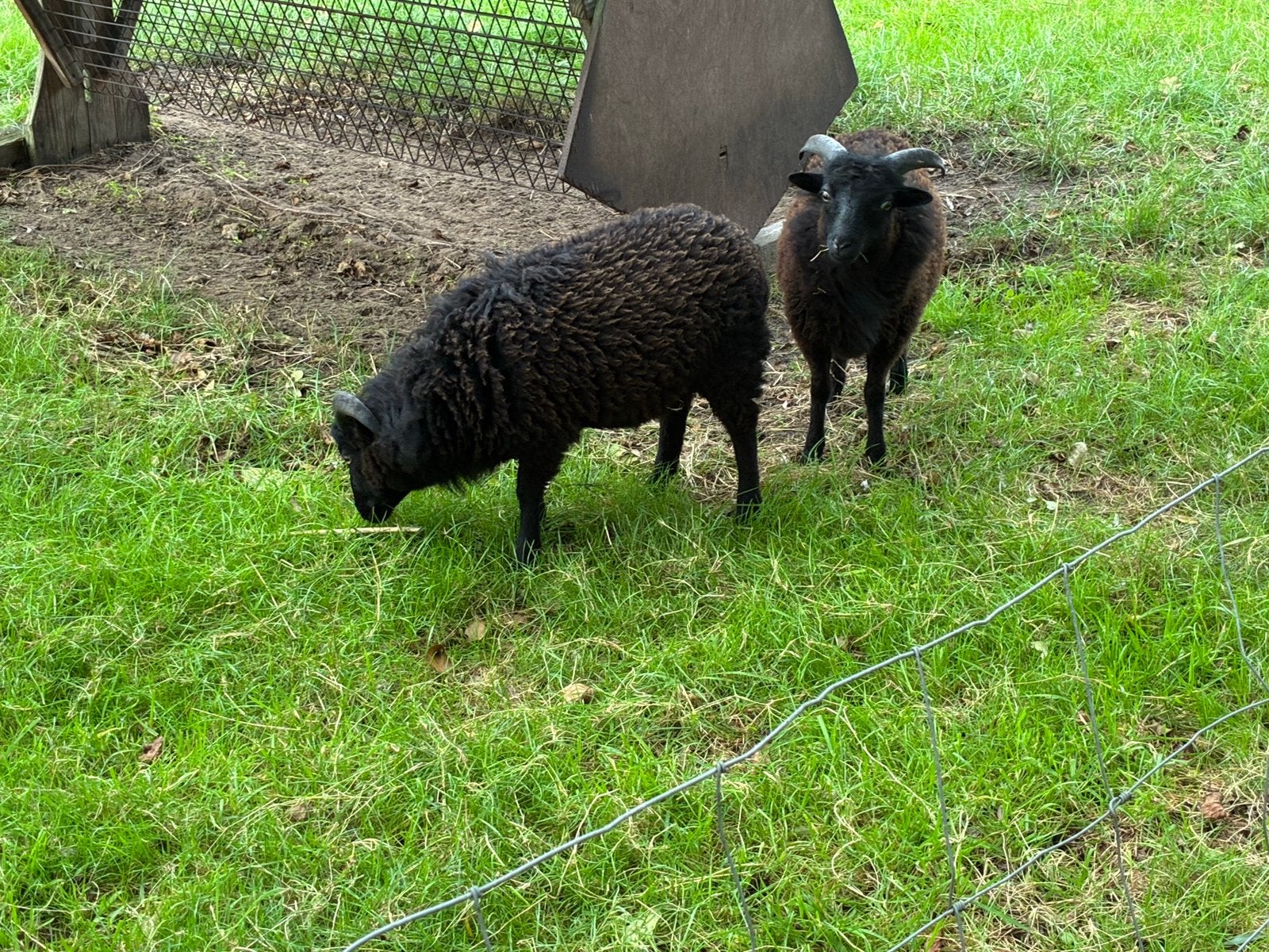 Te koop: Ouessant ram (2026) 2x, Dieren en Toebehoren, Mannelijk, Schaap