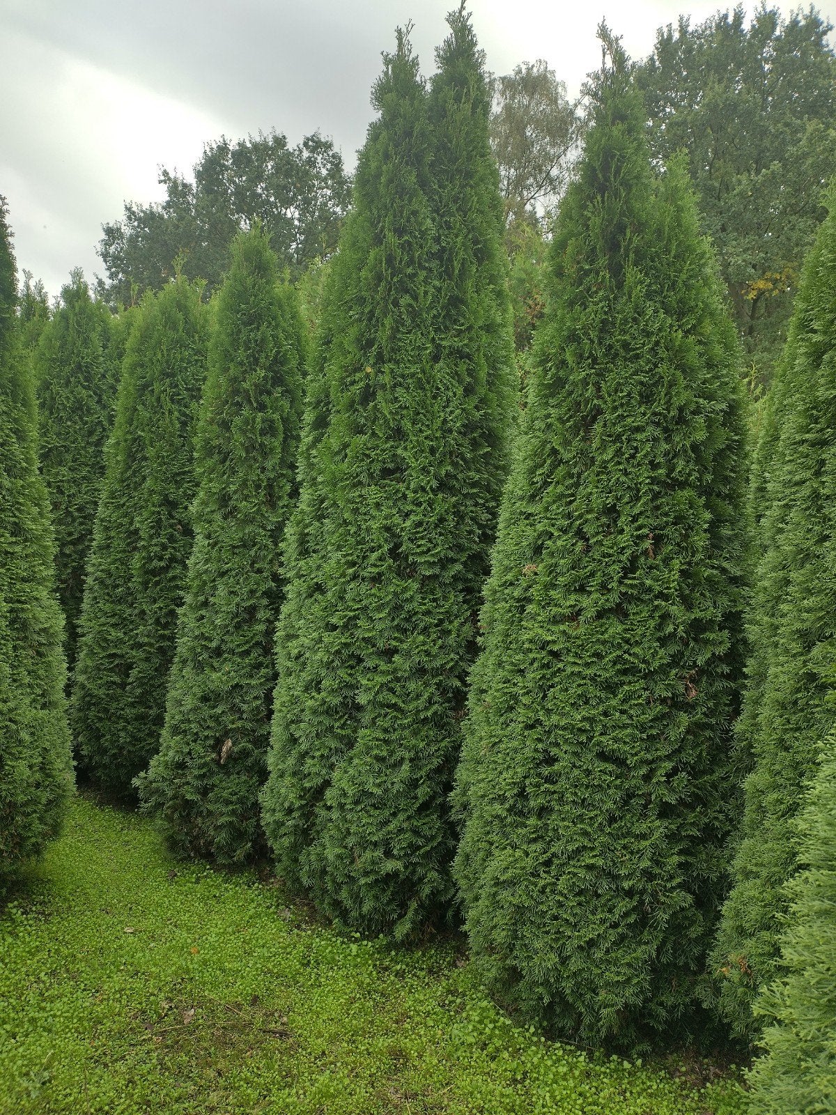 Thuja occidentalis Smaragd 350-400cm, Volle zon, Bloeit niet, Ophalen of Verzenden, 250 tot 400 cm