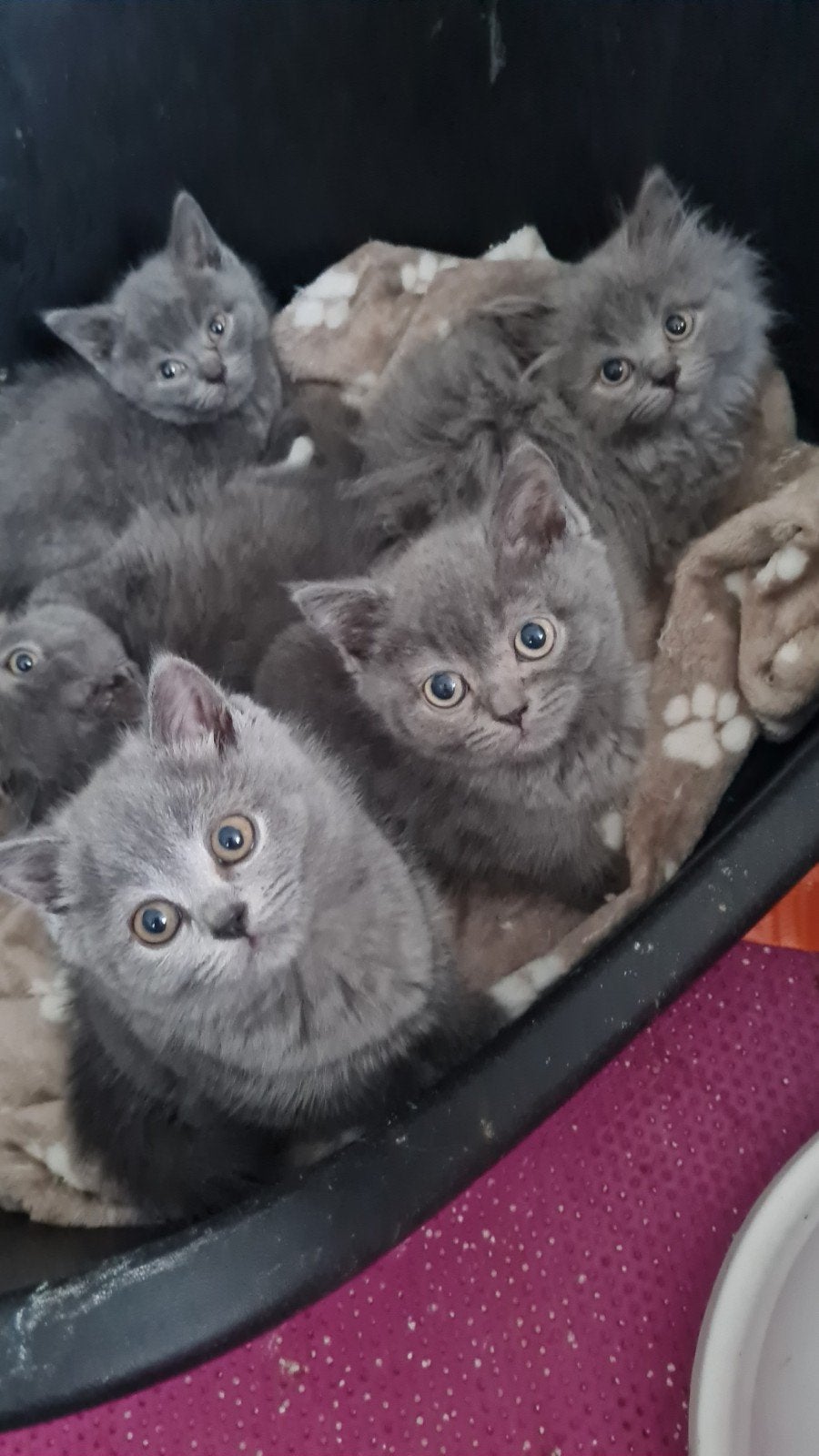 Britse korthaar kittens, Dieren en Toebehoren, Meerdere dieren