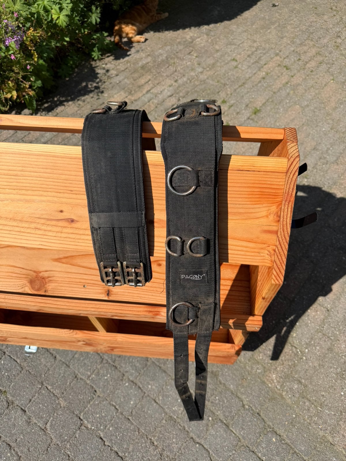 Longeersingel pagony, Dieren en Toebehoren, Ophalen of Verzenden, Gebruikt