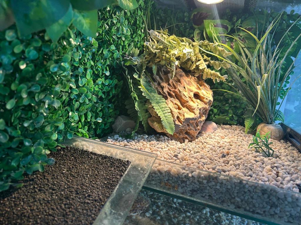 Acquarium, Eheim filter, muskusschilpadje en 2 visjes, Ophalen