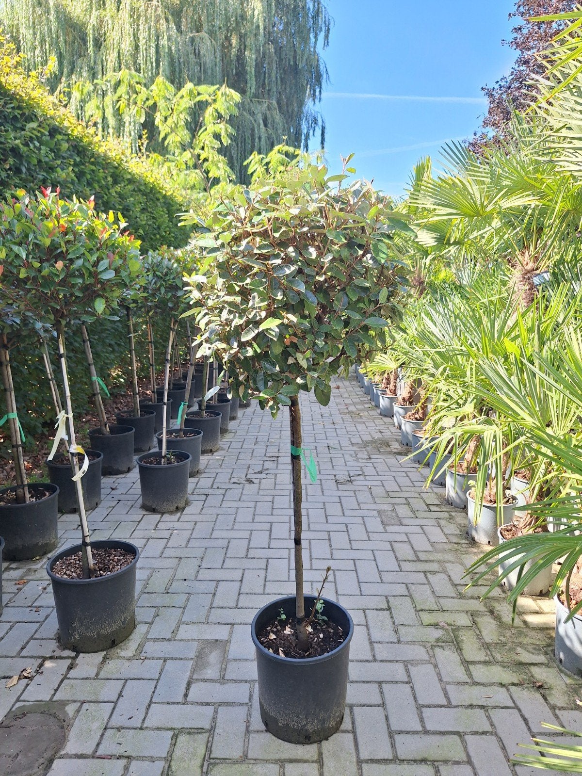Olijfwilg bol op stam, Elaeagnus Ebbingei, Tuin en Terras, Planten | Bomen, Ophalen, Zomer, Volle zon, 100 tot 250 cm