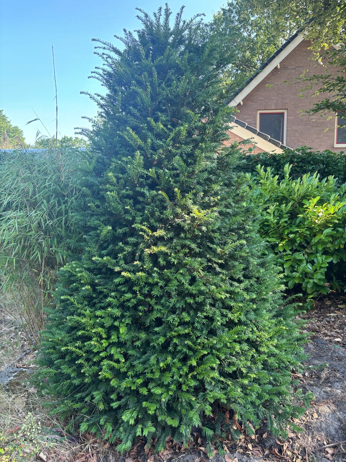 Taxus baccata volgens AI, Tuin en Terras, Ophalen, Taxus, Minder dan 100 cm