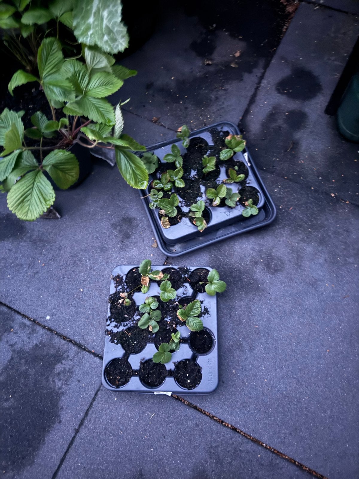 BIO Aardbeien plantjes €0,15 - Vers en klaar om te planten!, Tuin en Terras, Planten | Tuinplanten, Ophalen, Volle zon, Vaste plant