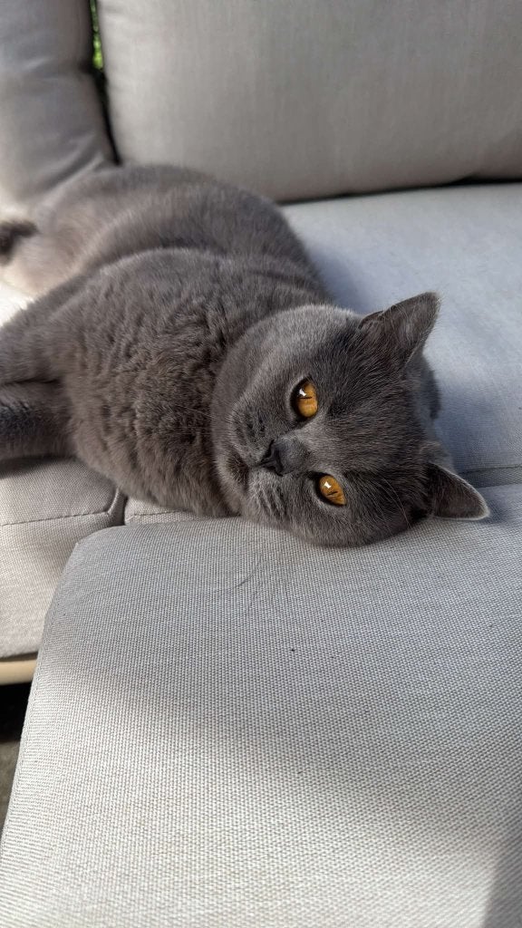 Britse korthaar herplaatsing, Dieren en Toebehoren, Poes, Met stamboom, 0 tot 2 jaar
