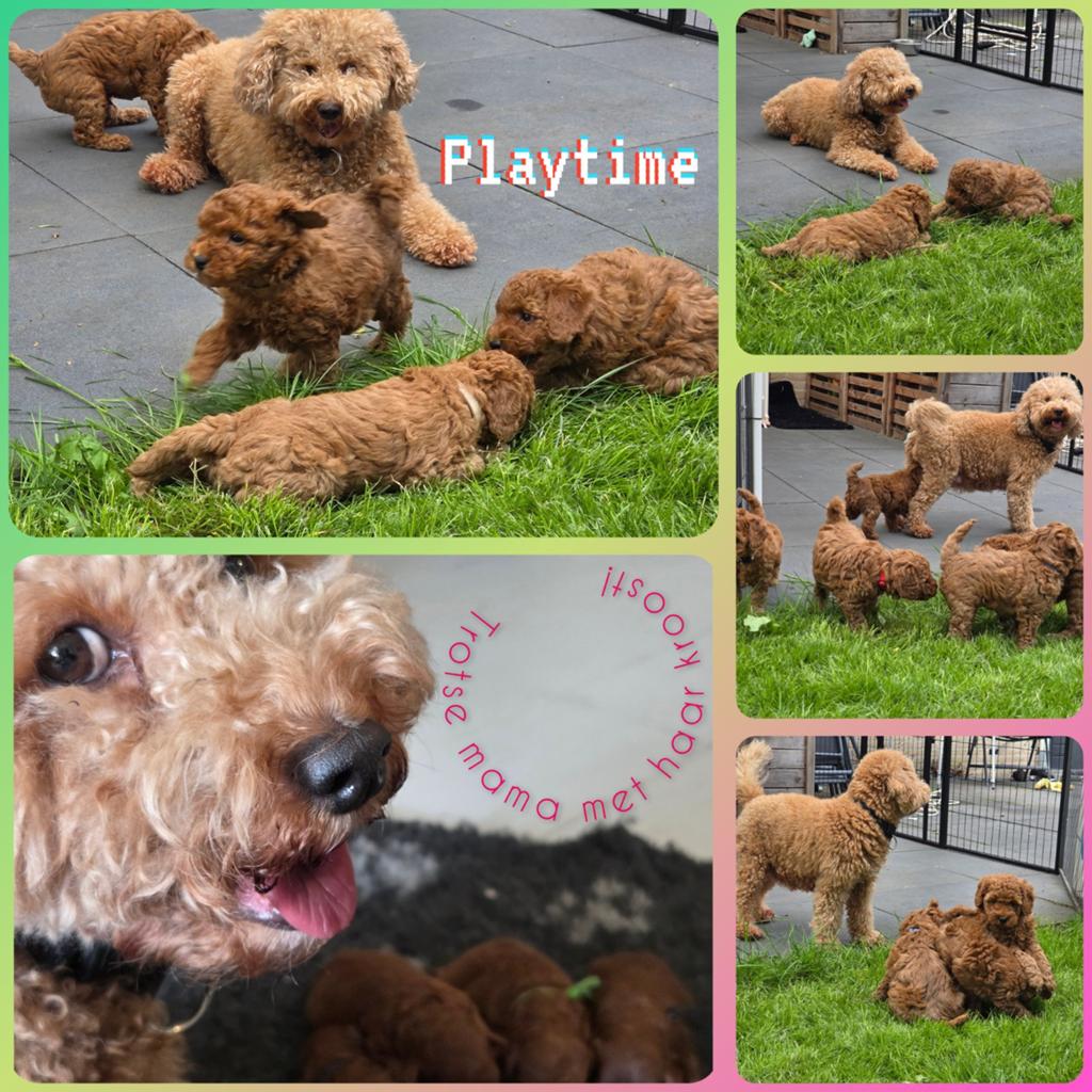 Prachtige Mini Labradoodles, Dieren en Toebehoren, 8 tot 15 weken, Meerdere, Meerdere dieren, Klein