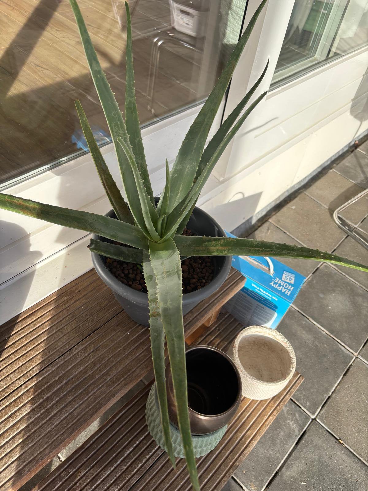 Grote volwassen Aloe Vera plant incl. pot, Vaste plant, Bloeit niet, Halfschaduw, Ophalen