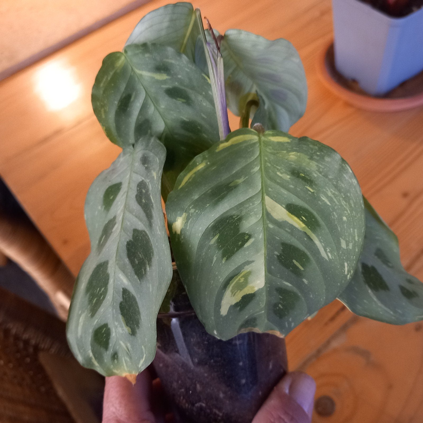 maranta leuconeura fascinator variegata stek nr 26, Ophalen of Verzenden, Halfschaduw, Minder dan 100 cm