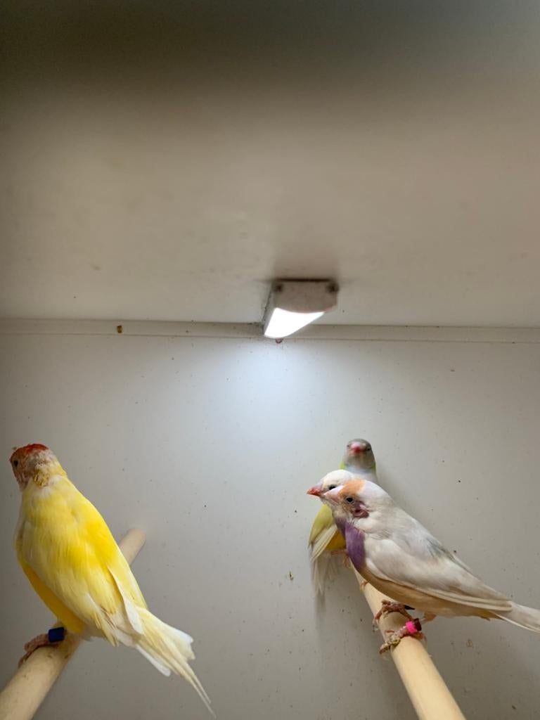 gouls, Meerdere dieren, Kleurkanarie
