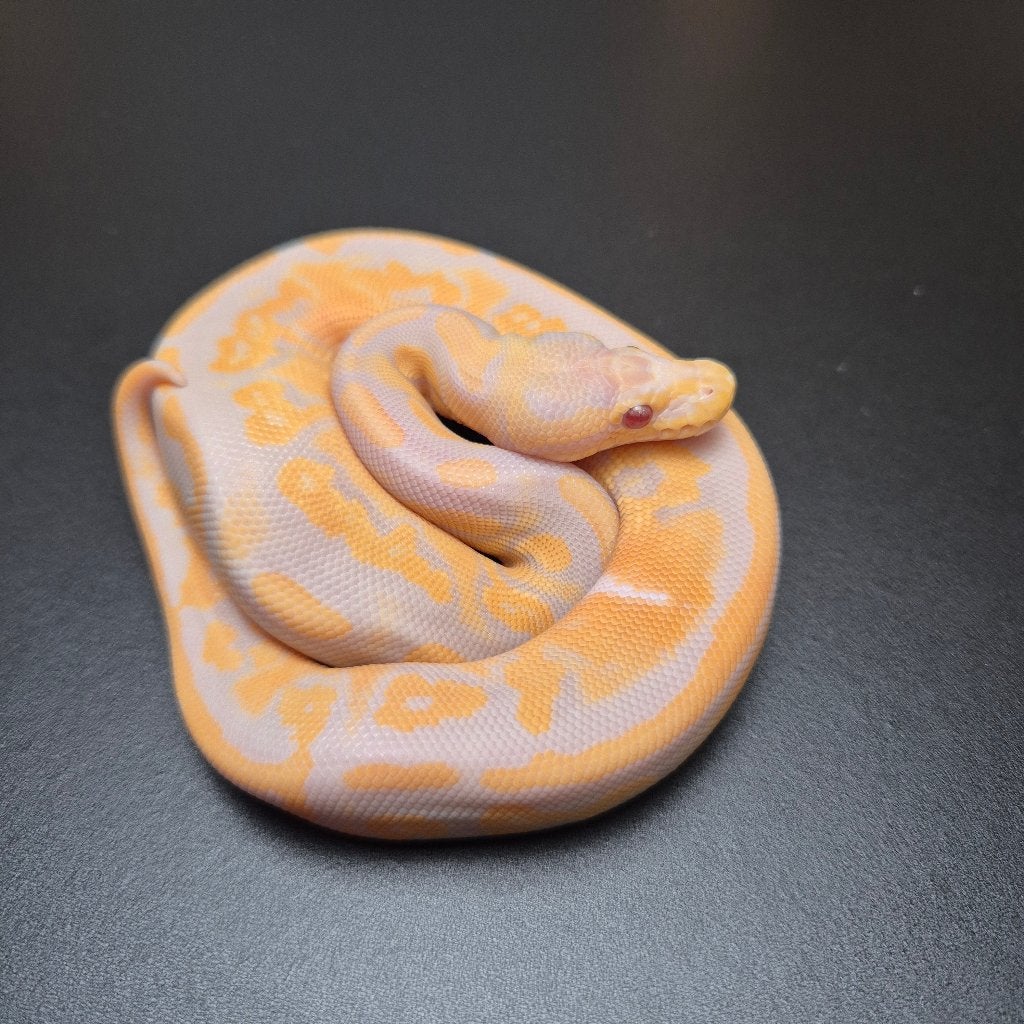 candy cinnamon yellowbelly p. regius Ball Python photo 2