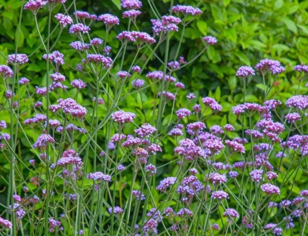 Verbena, Ijzerhard bio, Ophalen, Volle zon