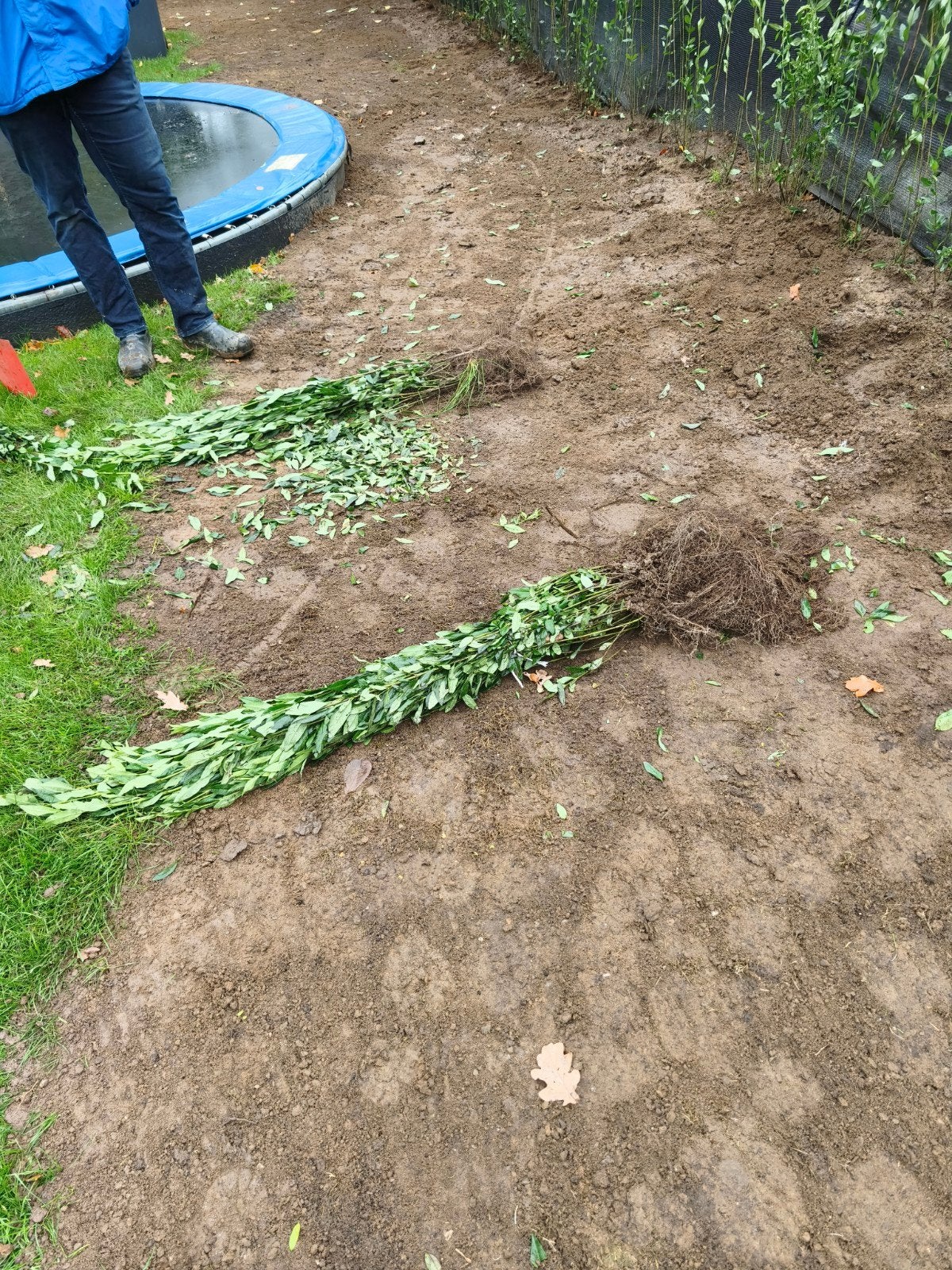 Ligusterhaag - 30 planten met blote wortel, Volle zon, Vaste plant, Bloeit niet, Ophalen