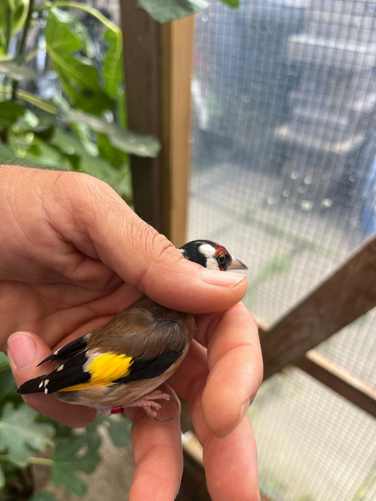 Parva putter man van 2024, Dieren en Toebehoren, Mannelijk, Wildzangvogel
