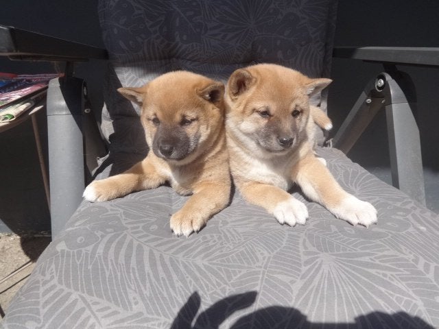 te koop: Shiba - inu pups, Dieren en Toebehoren, Honden | Poolhonden, Keeshonden en Oertypen, België, Particulier, 15 weken tot 1 jaar