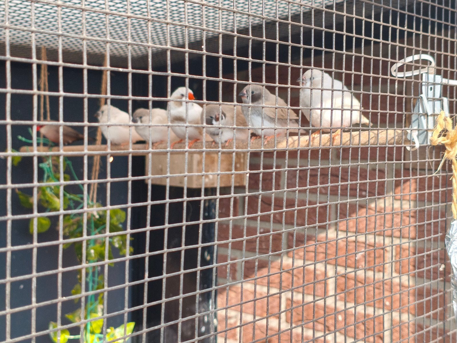 Zebravinken 2026, Dieren en Toebehoren, Vogels | Overige Vogels, Meerdere dieren