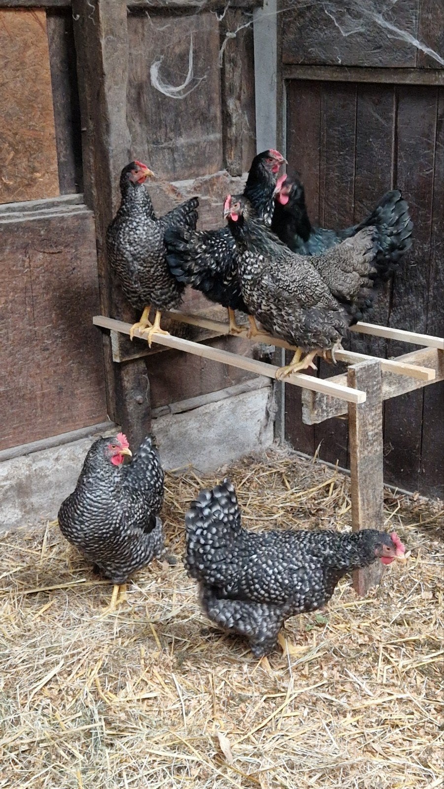 jonge hennen, Dieren en Toebehoren, Pluimvee, Vrouwelijk, Kip