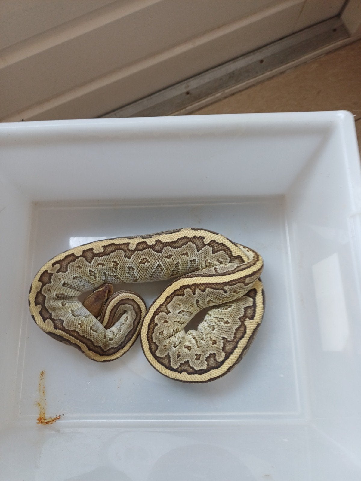 koningspython pinstripe. Ball Python - unknown for sale from Patrick