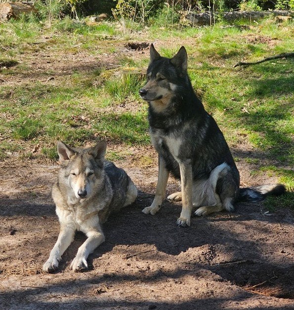 Saarlooswolfhond pups met stamboom AVLS, Dieren en Toebehoren, Parvo, Overige rassen, 8 tot 15 weken, Meerdere