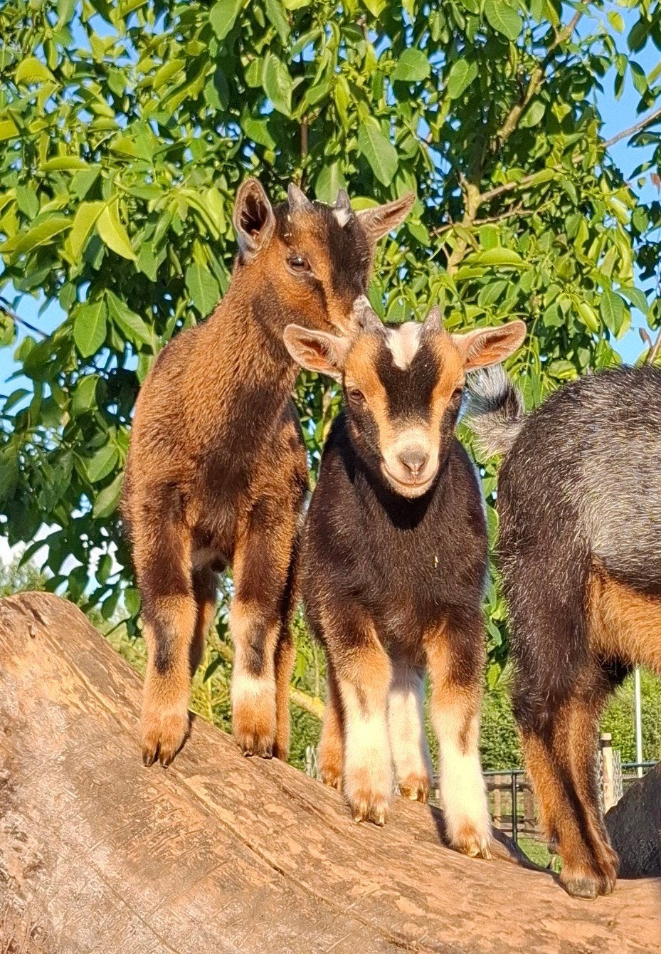 Dwerggeit bokjes, Dieren en Toebehoren, Mannelijk, Geit