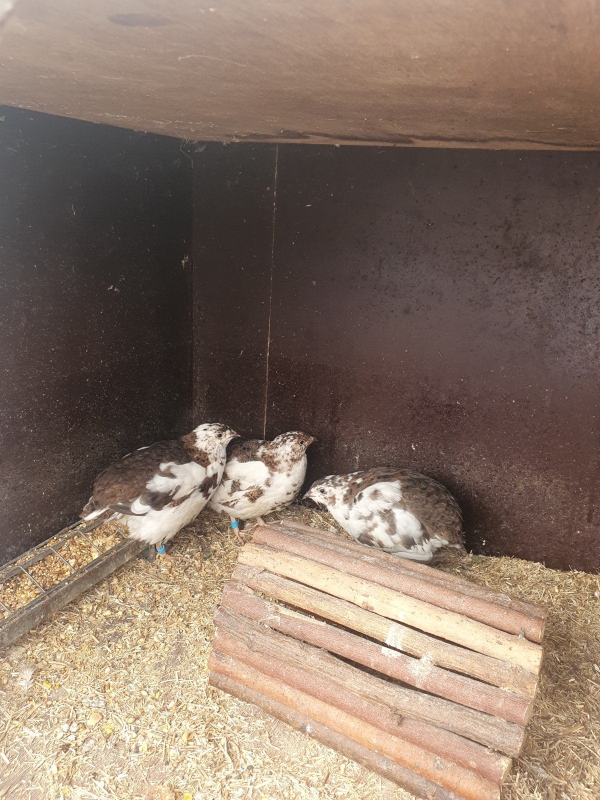 Te koop mooie bonte japanse kwartels, Dieren en Toebehoren, Pluimvee, Meerdere dieren, Overige soorten