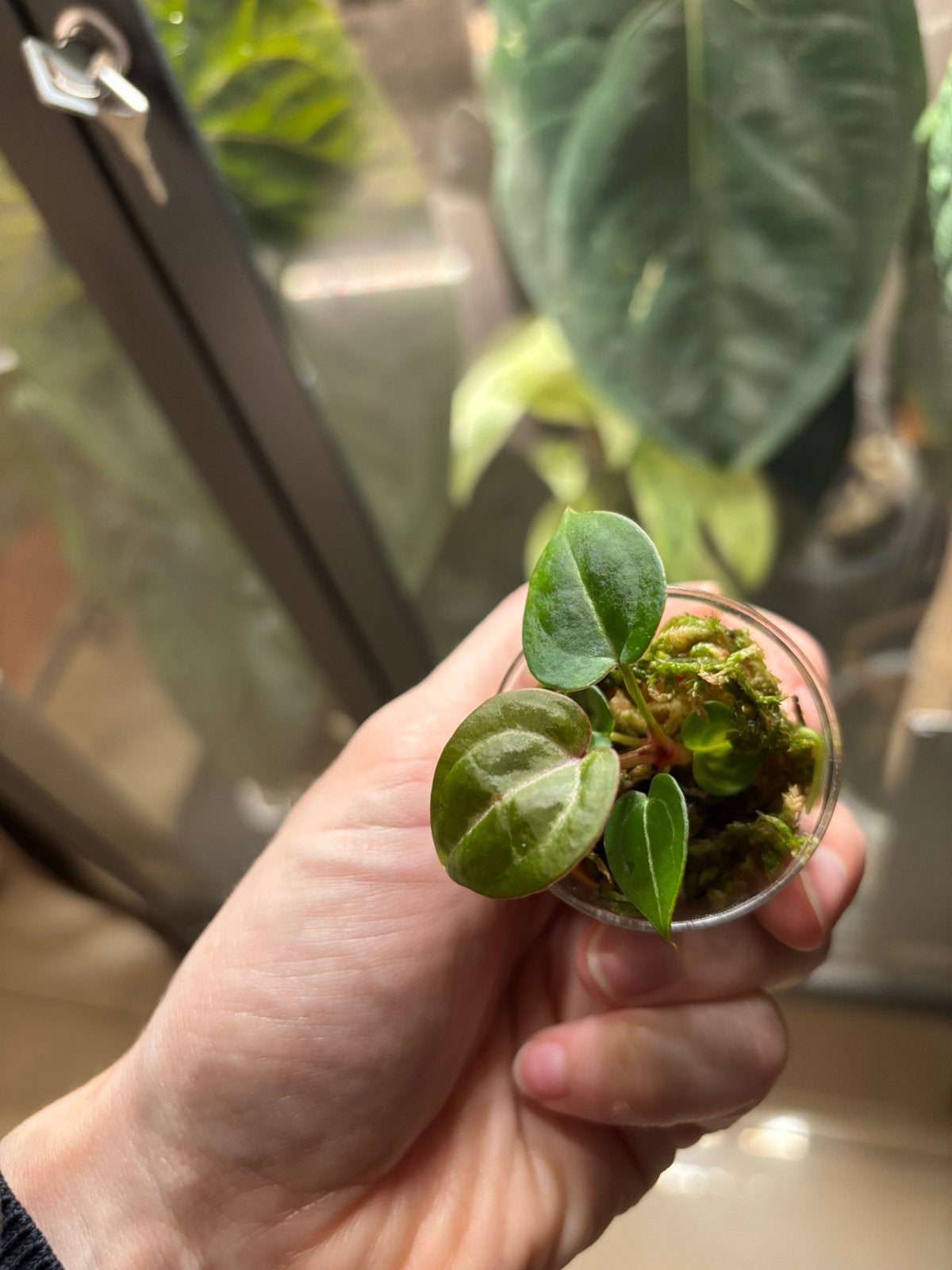 Anthurium Michell self seedling, Ophalen of Verzenden, Halfschaduw, Minder dan 100 cm