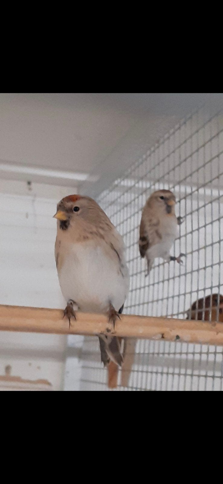 Gezocht 4-2 Witstuit Barmsijzen, Dieren en Toebehoren, Vogels | Overige Vogels, Meerdere dieren, Wildzangvogel, Geringd