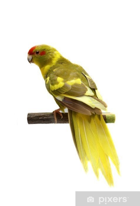 Gezocht!!! Kakariki pop (Friesland), Vrouwelijk, Parkiet, Geringd