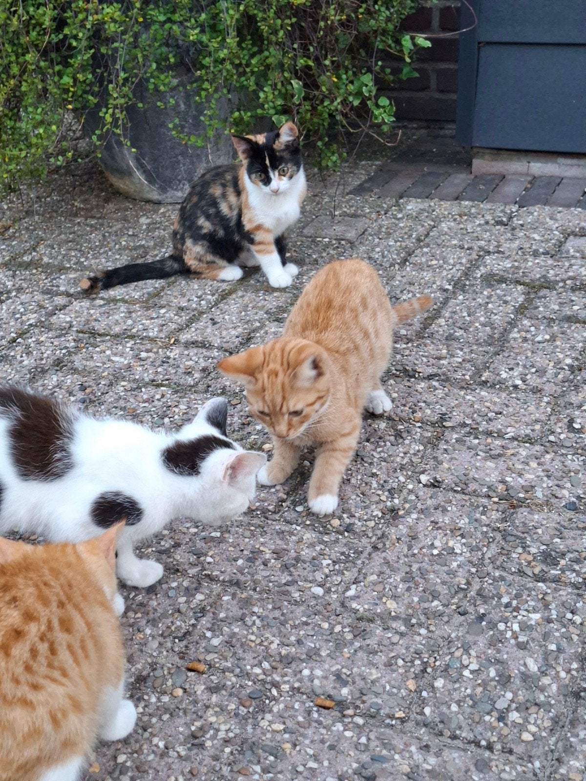 Boerderij kitten, Kater