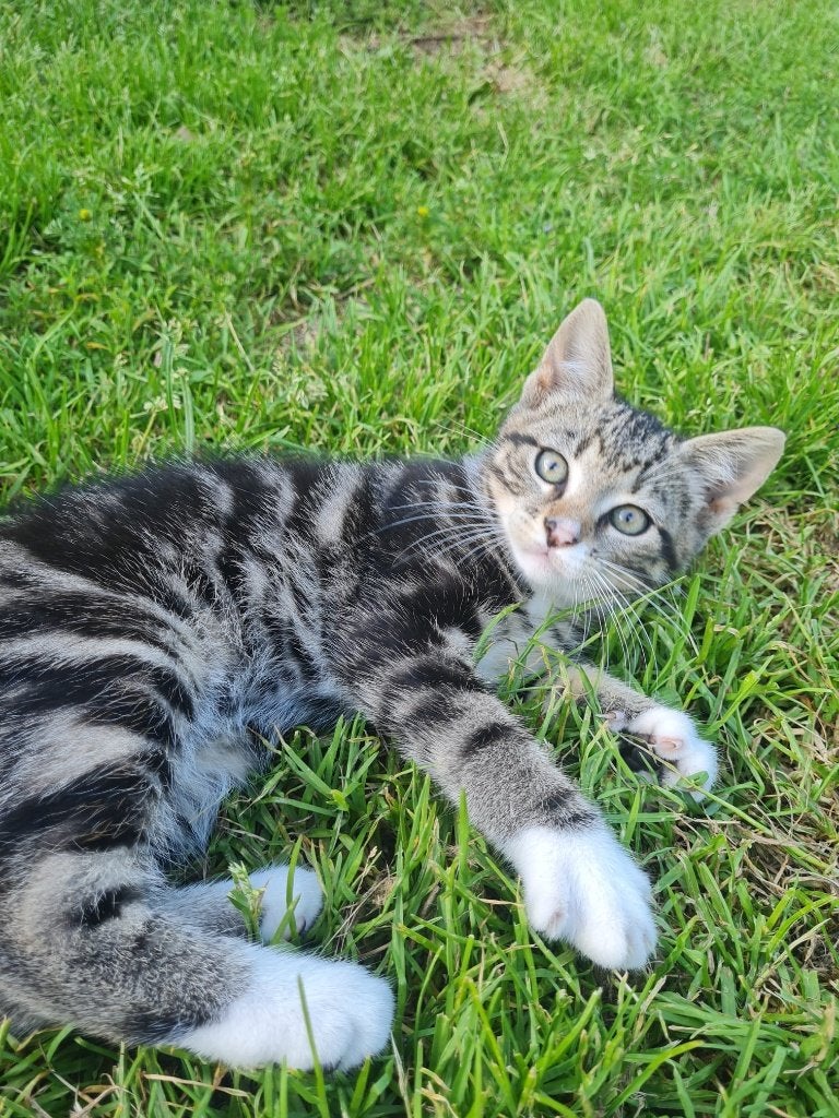 Lieve boerderijkittens (tijgertje, katertjes en poesje), Meerdere dieren, Kortharig, 0 tot 2 jaar