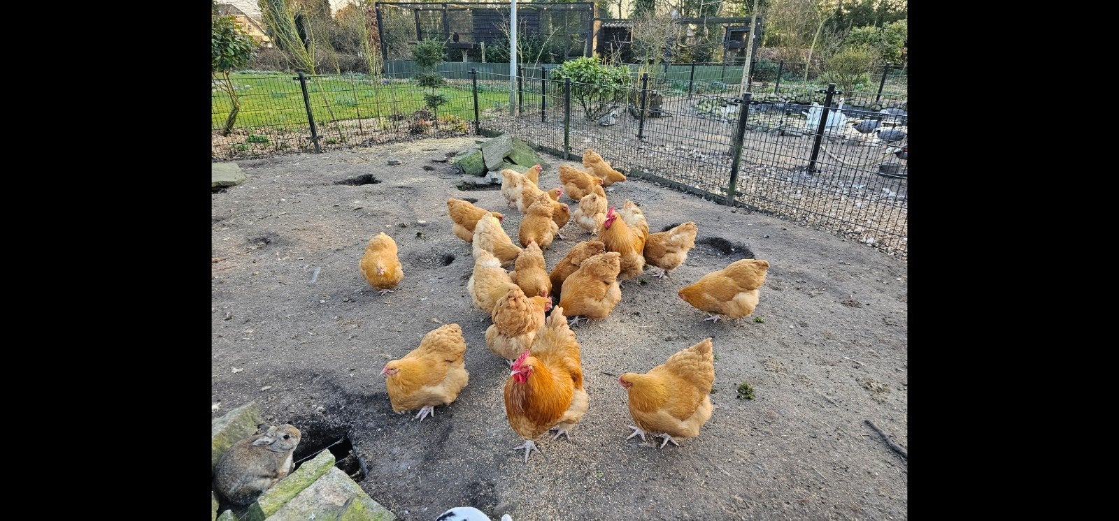 Broedeieren orpington buff, Dieren en Toebehoren, Pluimvee, Kip