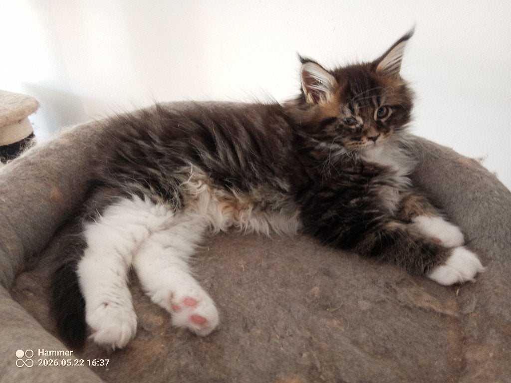 Russische Maine Coon kittens Met stamboom, Meerdere dieren, Met stamboom, 0 tot 2 jaar