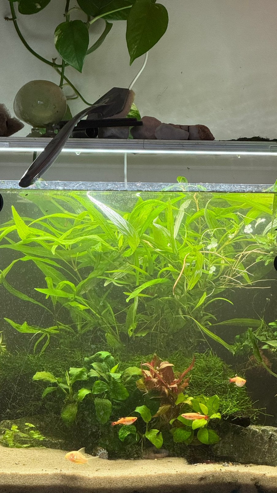 Aquarium plant, Vis