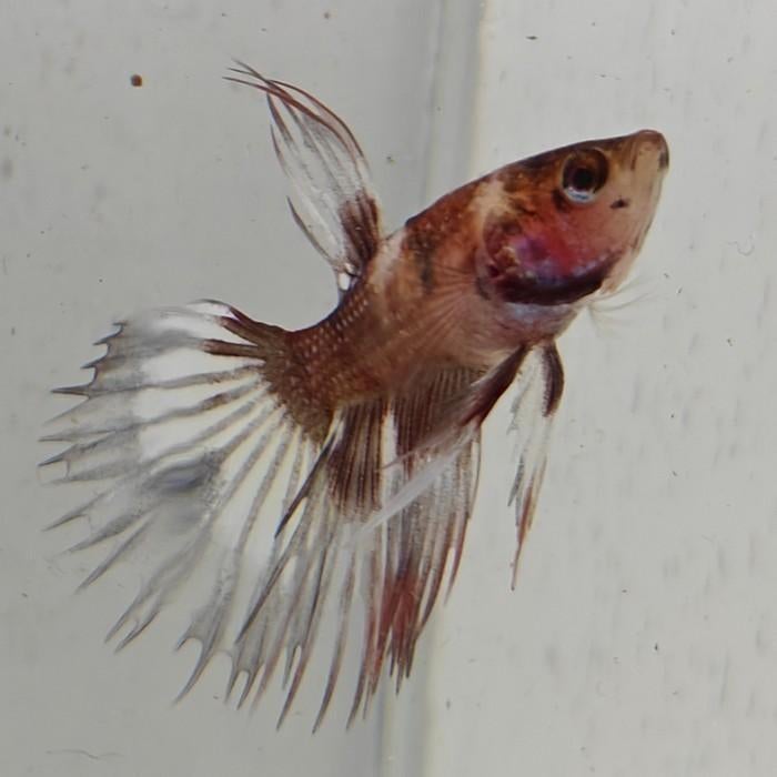 Betta splendens man 67, Dieren en Toebehoren, Vis