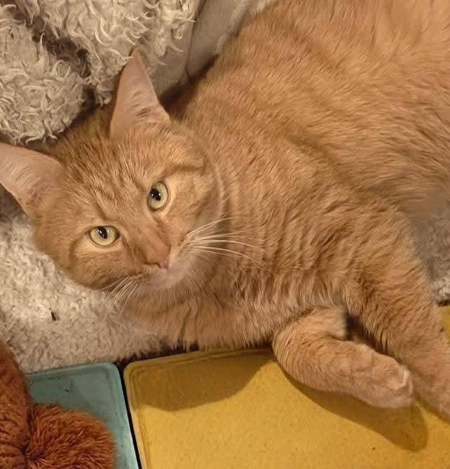 Vermist : rode kater