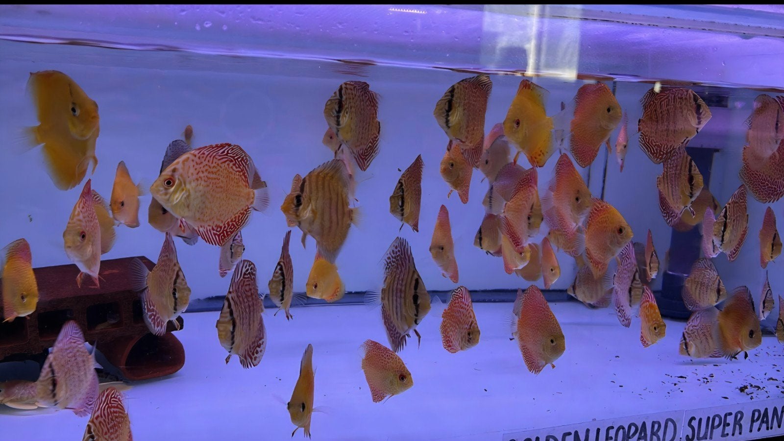 Discus vissen jong, Dieren en Toebehoren