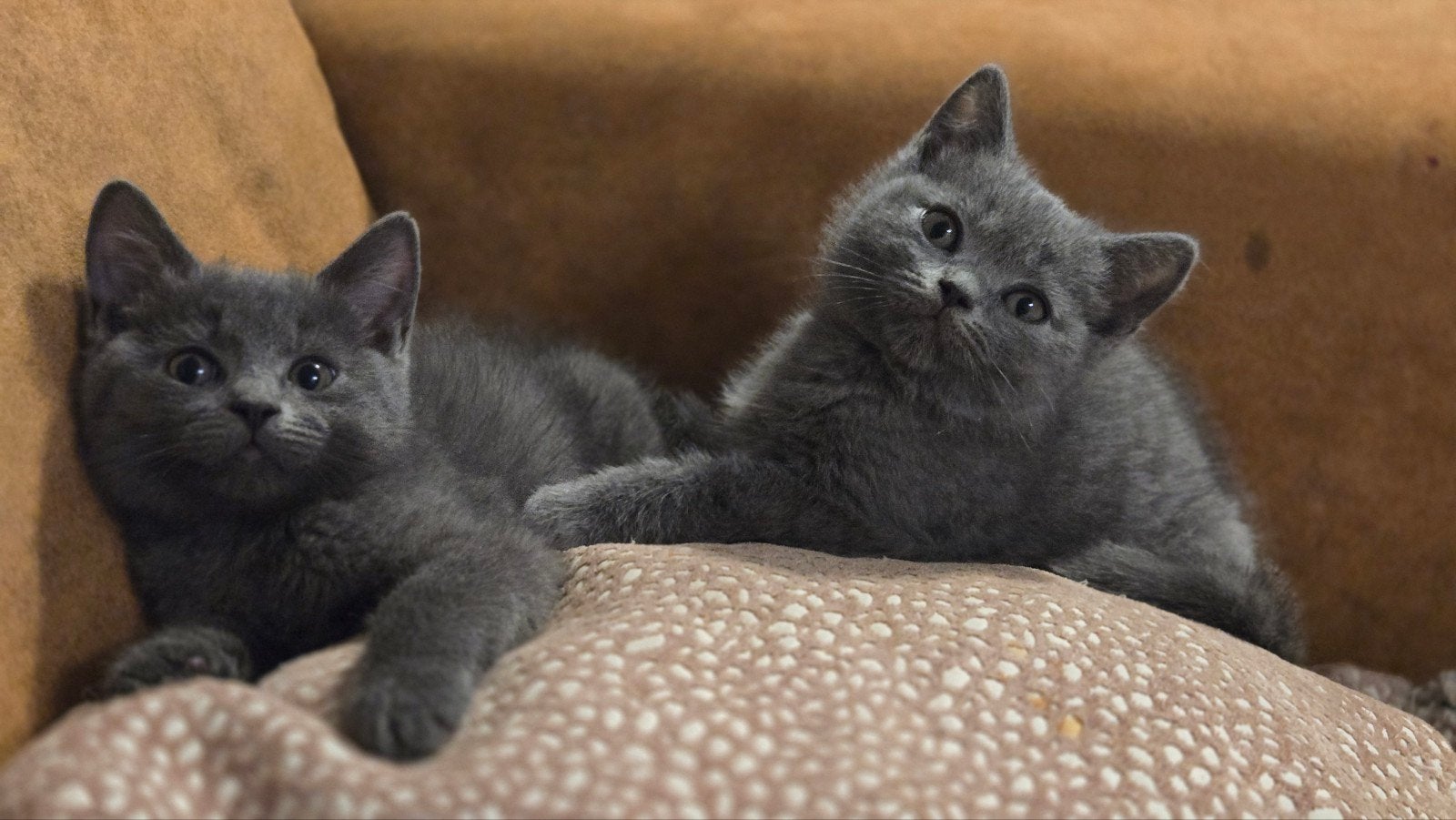 Britse kittens, Dieren en Toebehoren, Meerdere dieren
