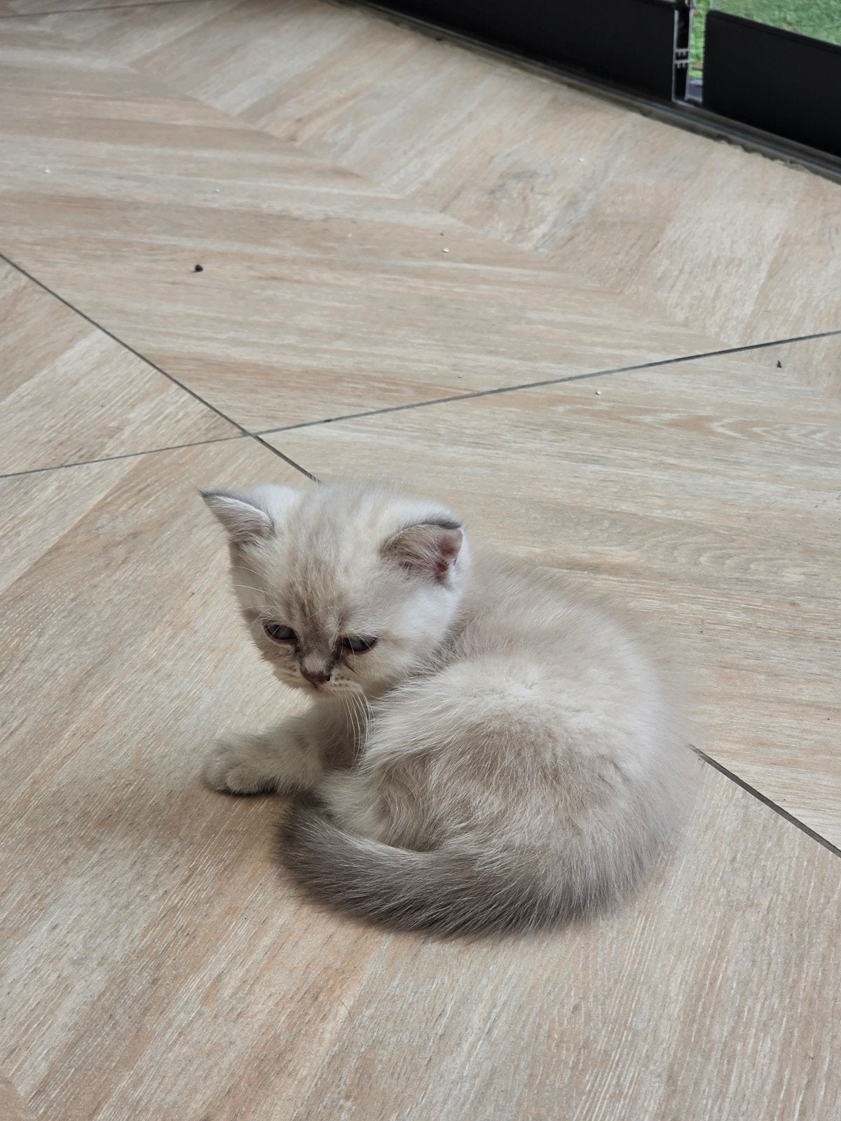 Britse Korthaar x Ragdoll NOG 1 kitten 8 weken, Dieren en Toebehoren, Meerdere dieren, Ontwormd