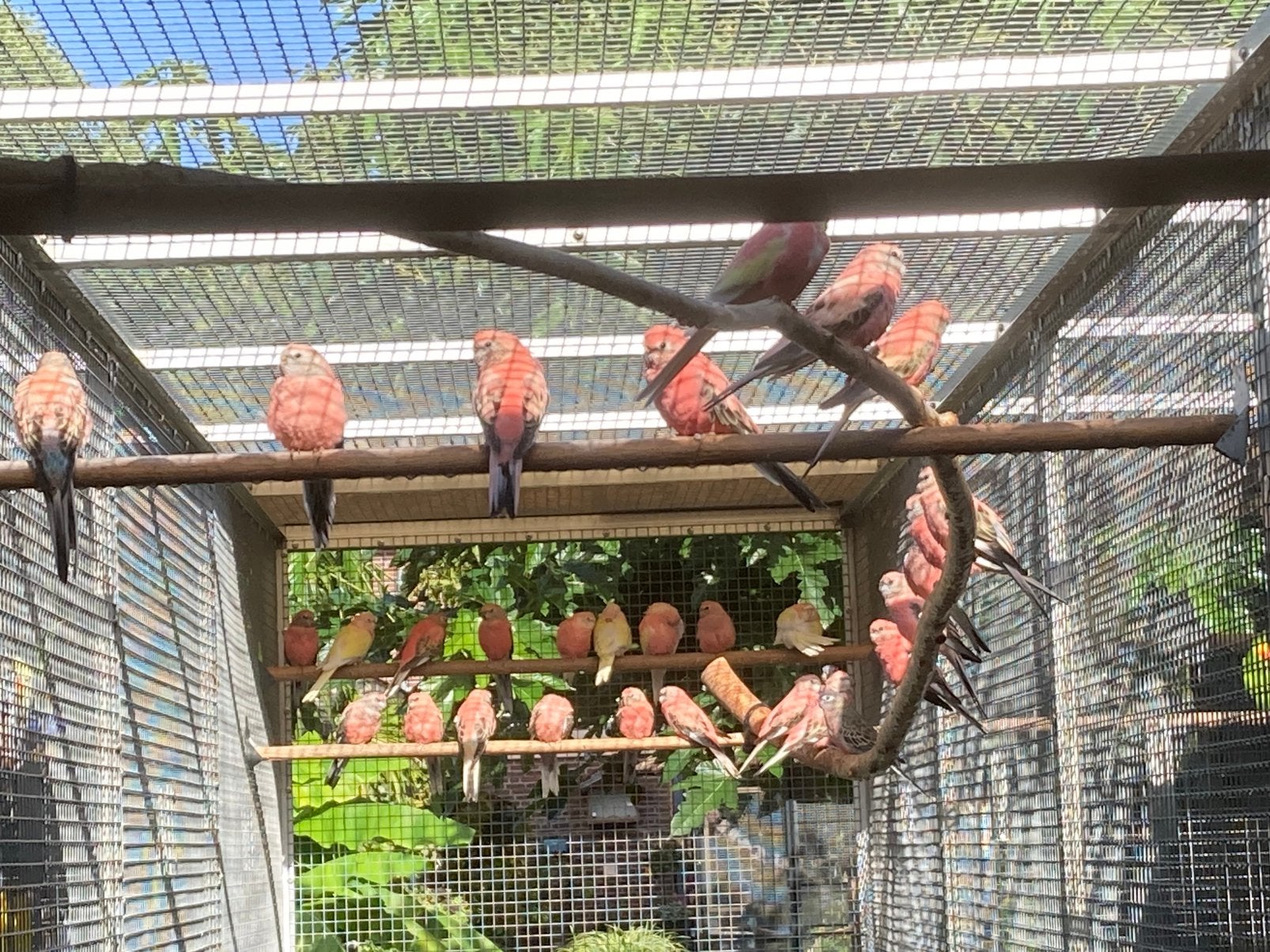 Vogelmarkt Hardenberg, Meerdere dieren, Parkiet