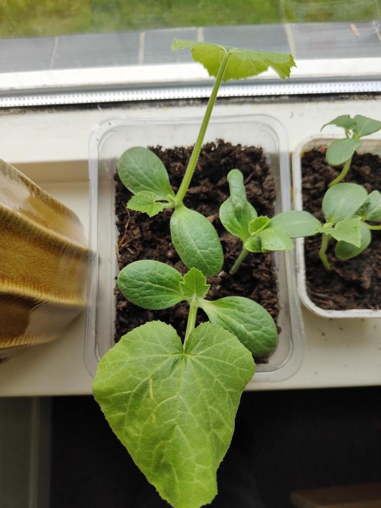 Courgette plantje stekje, per stuk, Ophalen of Verzenden, Eenjarig, Groenteplanten, Volle zon