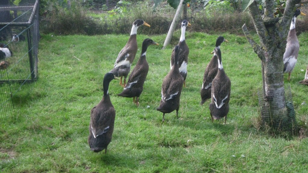 7  jonge loop eenden  fles eenden, Dieren en Toebehoren, Meerdere dieren, Eend